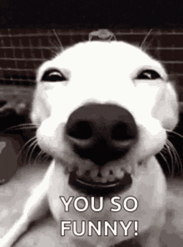 You So Funny GIF