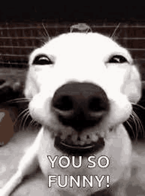 You So Funny Meme