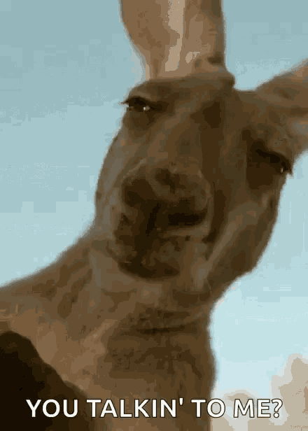 You Talking To Me Kangaroo GIF