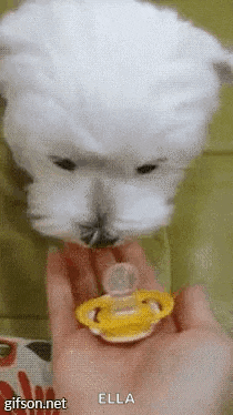 Your So Cute GIF