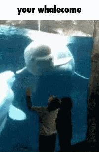 Your Welcome Your Whalecome GIF