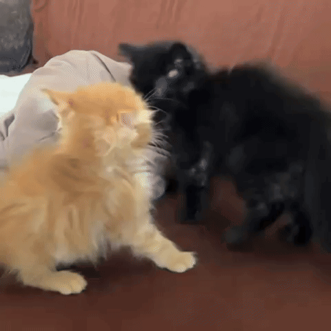 Yourarchivist Cute GIF