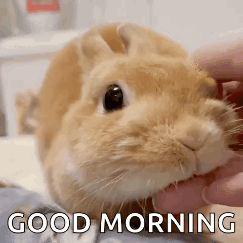 Yourarchivist Orange Bunny GIF