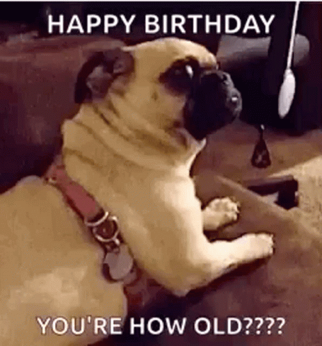 Youre How Old Dogs GIF. This 463 x 498 animated GIF is part of our over the hill birthday collection. Related themes include funny animals, happy birthday…