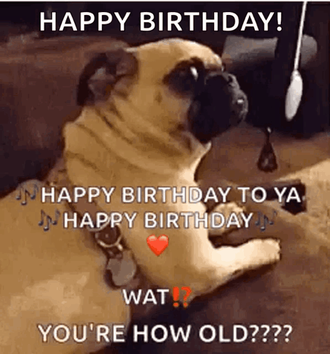 Youre How Old Dogs GIF