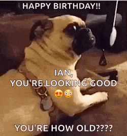 Youre How Old Dogs GIF
