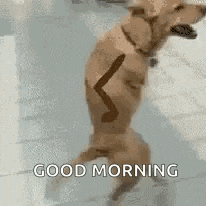 Youre So Cute Dog Running GIF