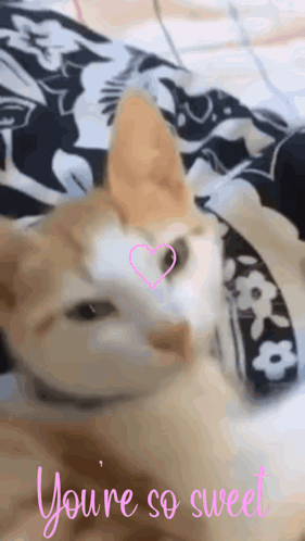 You'Re So Sweet Cat GIF