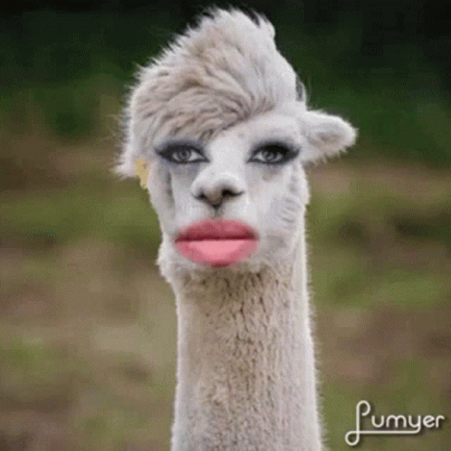 Yummy GIF. This 498 x 498 animated GIF is part of our lama collection. Created by intothevoid. View the original animation, share it, or browse related GIFs.