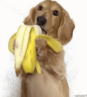 Yuyukins GIF