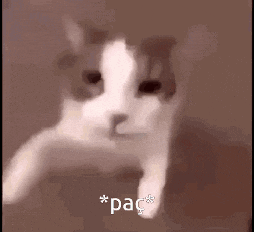 Zaza Zazaki GIF