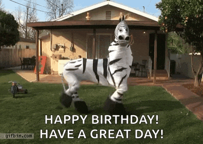 Zebra Dance GIF