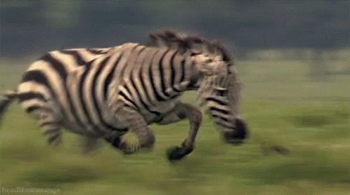 Zebra Vs. Cheetah GIF