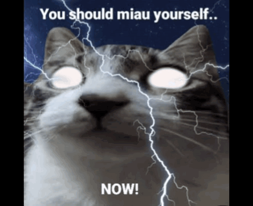 Zeus Cat GIF
