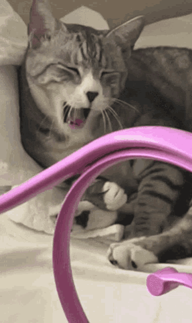 Ziggy Cat GIF