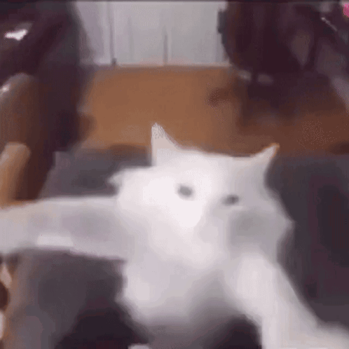 Zoom Cat Hype Cat GIF