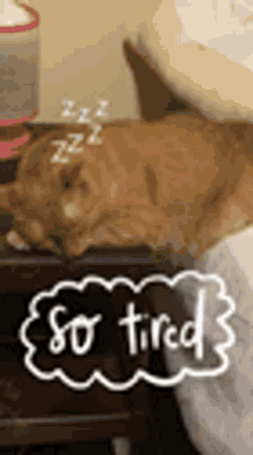 Zzz Cat GIF