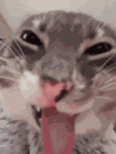 котек GIF