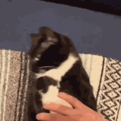 кот мем GIF