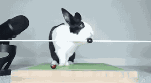 кролик GIF
