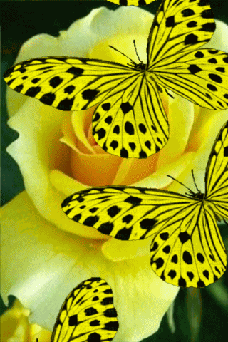 лето GIF