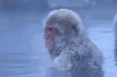 обезьяна Monkey GIF