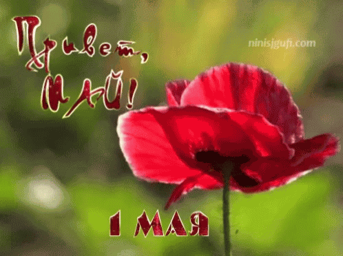 привет май GIF