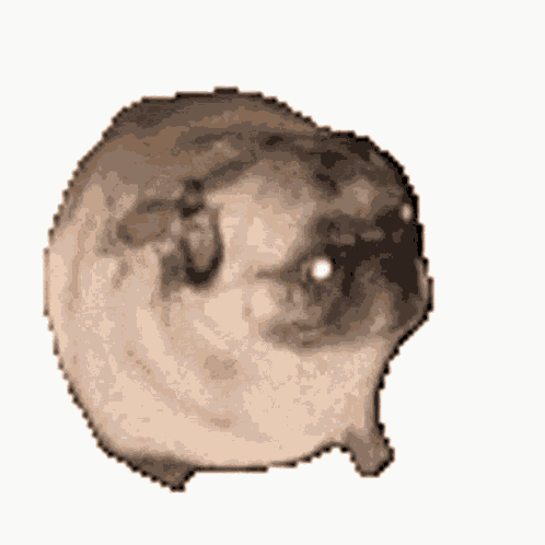пуг GIF