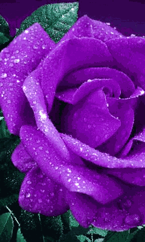 роза GIF