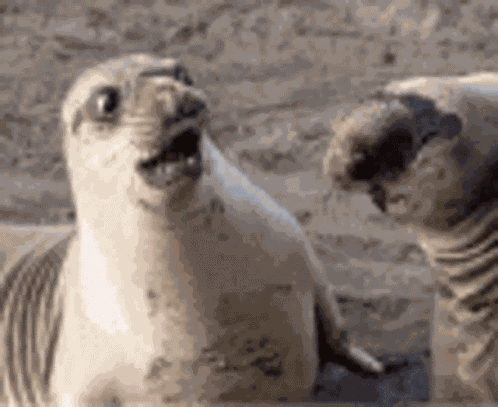 فقمه Seal GIF