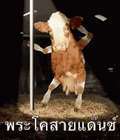 พระโค GIF
