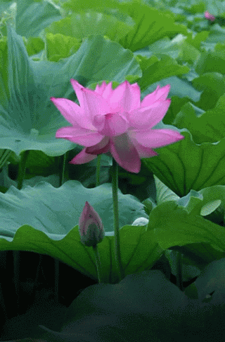 បឹងឈូក ផ្កា GIF