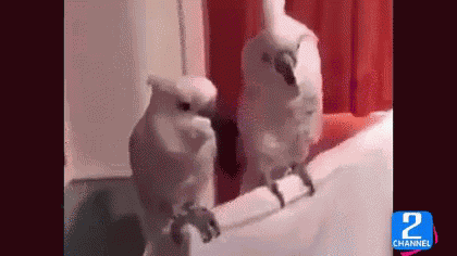 ヘッドバンキング 可愛い動物 GIF
