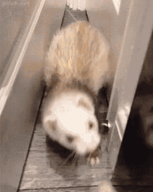 倒れる　たおれる　フェレット GIF