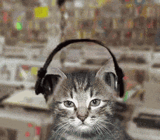 宠物 音乐 摇头 可爱 GIF