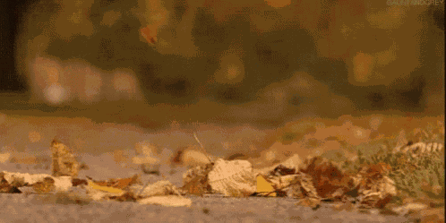 秋天 落葉 GIF