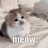 001dz Meow GIF