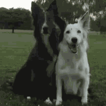 1053 Dog GIF