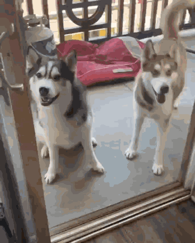 1053 Dog GIF