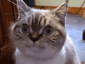12 GIF