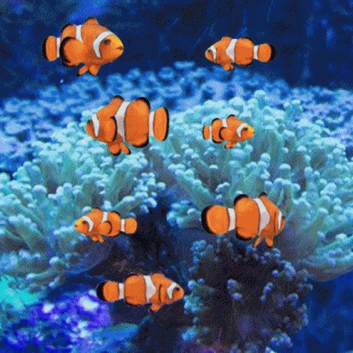3d Gifs Artist Clownfish GIF