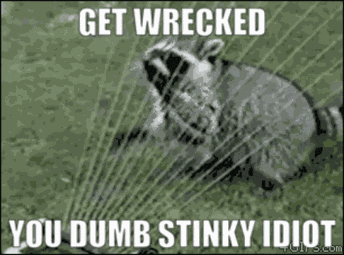 570rm Raccoon GIF