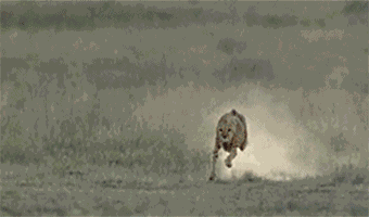 6 GIF