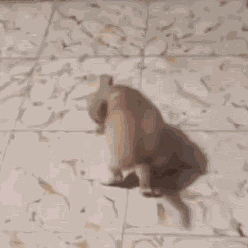 67 67 Meme GIF