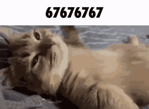 67 Cat GIF