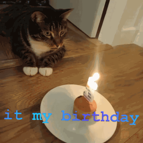 864mcs Cat It My Birthday GIF