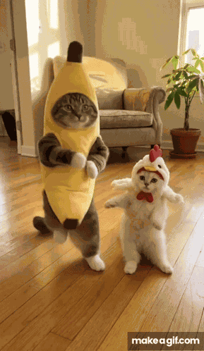 923 Cat Banana Dance GIF