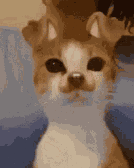 A Cat GIF