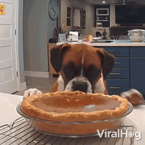 A Dog Tasting Pumpkin Pie Viralhog GIF