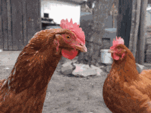 A Funny Chicken Thing GIF